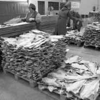 O bacalhau como nunca o vimos!